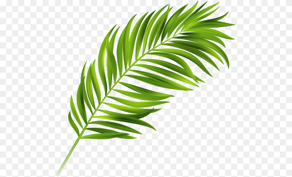 Image Result For Palm Leaves Leave Tropical Vector, Green, Leaf, Plant, Tree Free Png