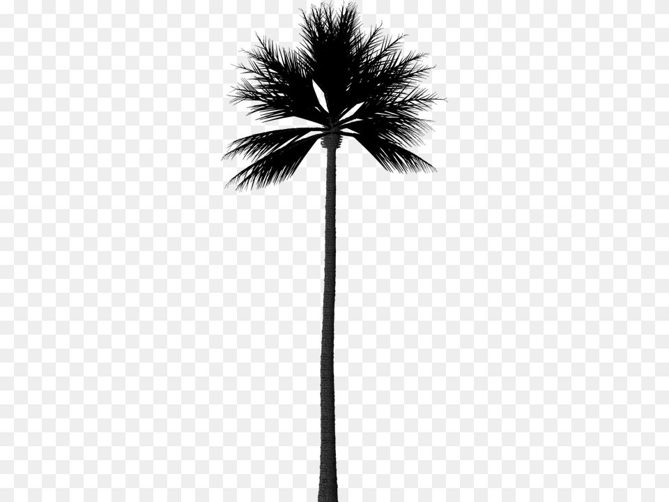 Image Result For Palm Tree Silhouette Sombra Palmeira, Architecture, Building, Tower, Lighting Free Png