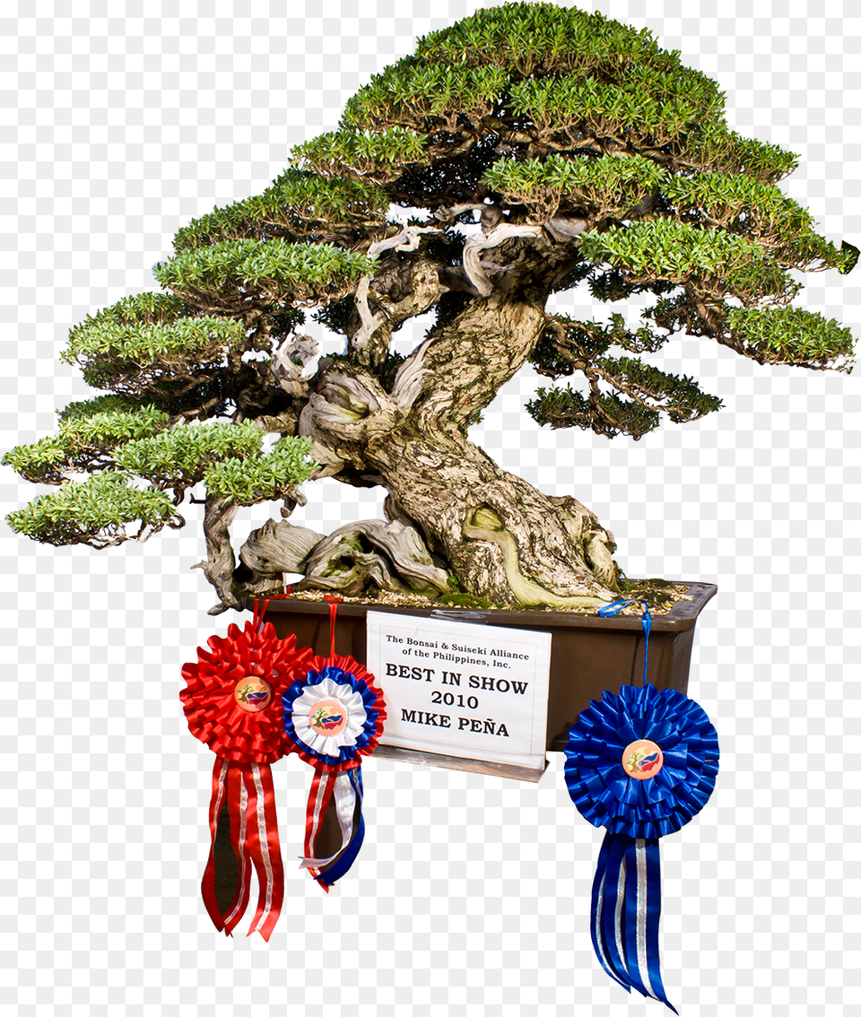 Image Result For Pemphis Bonsai Western Juniper, Plant, Potted Plant, Tree Free Png
