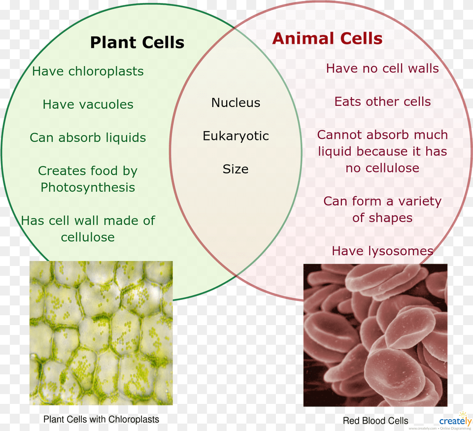 Result For Plant And Animal Cell Venn Diagram, Flower, Rose, Business Card, Paper Png Image