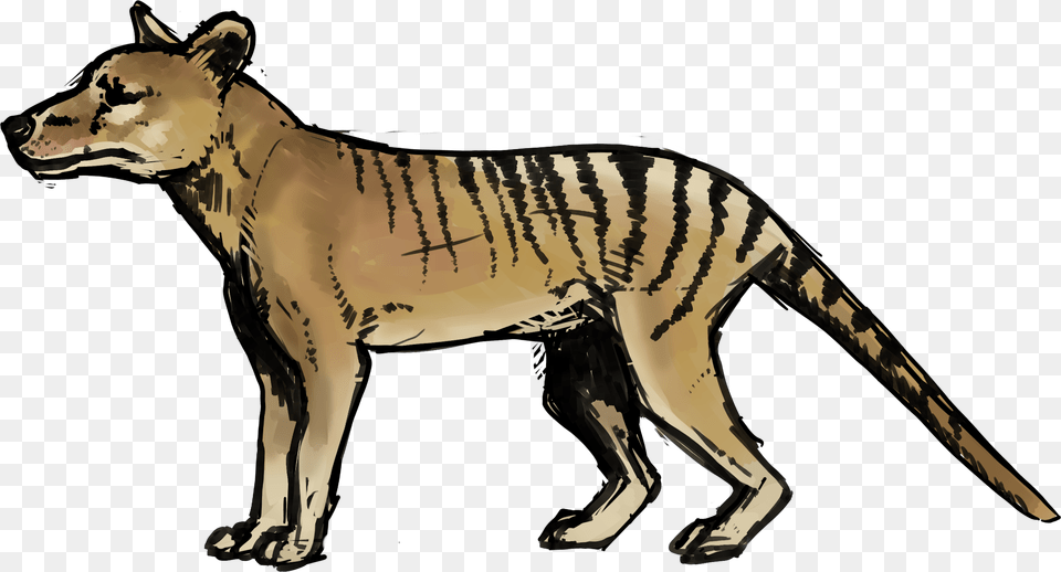Image Result For Site Thylacine, Animal, Kangaroo, Mammal Free Transparent Png