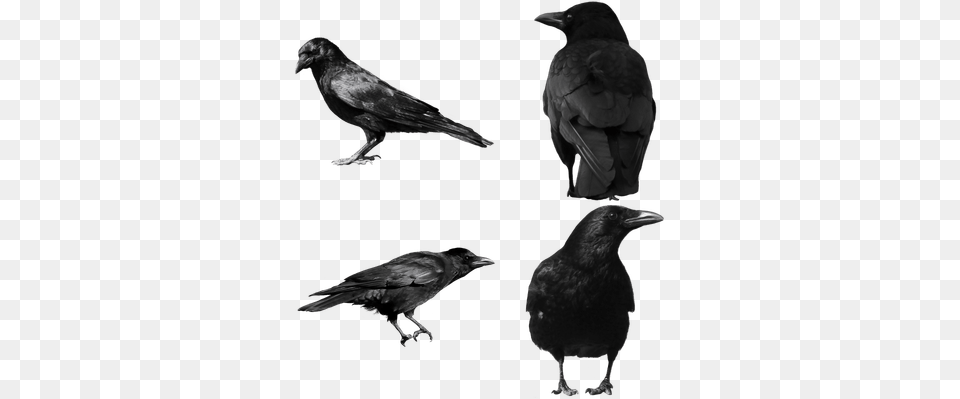 Image Result For Stargate Anat Image Crow Clip Art Crow, Animal, Bird, Blackbird Free Png