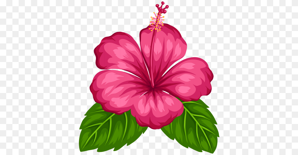 Result For Tropical Flowers Drawing Art, Flower, Hibiscus, Plant, Anther Png Image