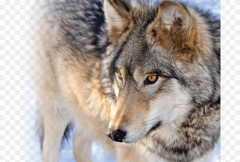 Image Result For Wolf Wolf, Animal, Canine, Coyote, Mammal Free Png