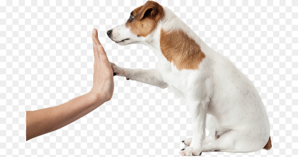 Image Rewarding A Dog, Animal, Mammal, Canine, Pet Free Png Download