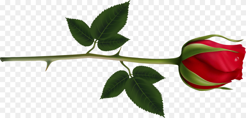 Image Rose Transparent, Flower, Plant, Leaf, Appliance Png