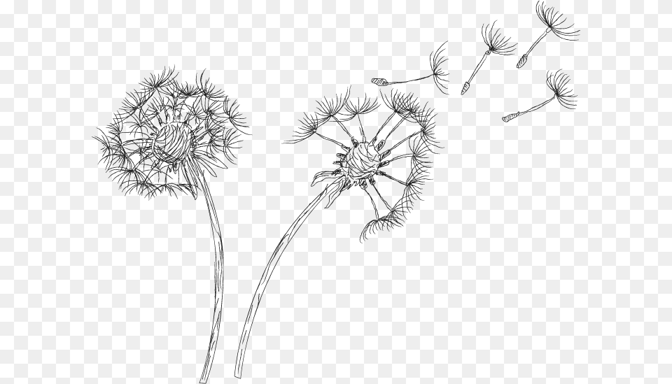 Image Royalty Download Dandelion Black And White Dandelion Psd, Flower, Plant Png