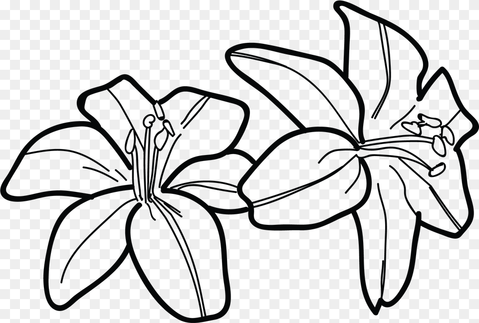 Image Royalty Drawing At Getdrawings Com Draw A Tiger Lily, Flower, Plant, Art Free Png Download