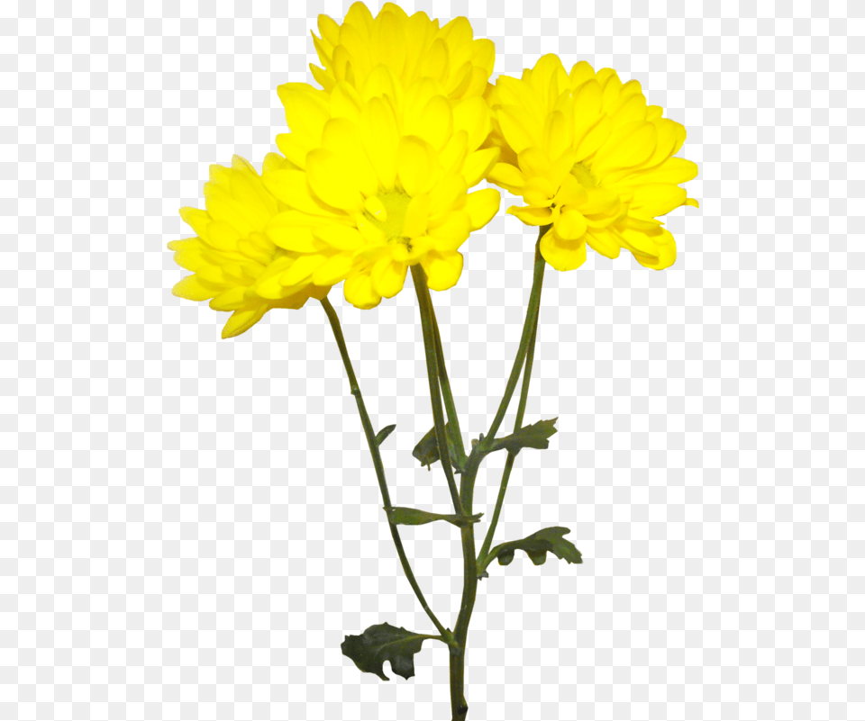 Image Royalty Library Forgetmenot Flowers Yellow Chrysanthemum Flower, Daisy, Plant, Dahlia, Petal Png