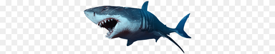 Image Royalty Stickpng Shark, Animal, Fish, Sea Life, Great White Shark Free Transparent Png