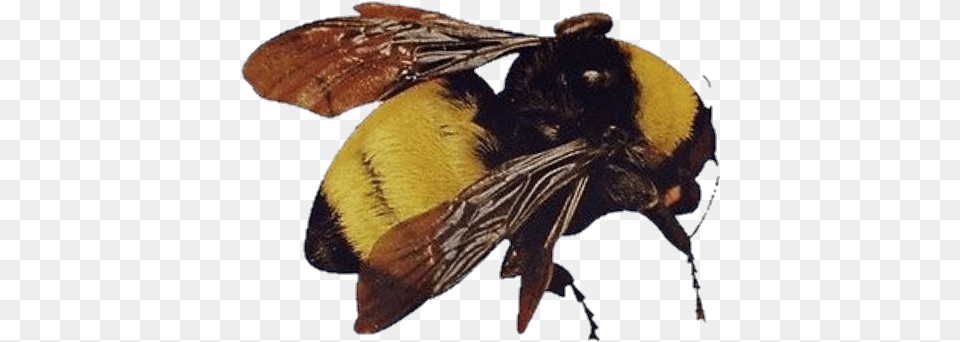 Scum Fuck Flower Boy Bee, Animal, Apidae, Bumblebee, Insect Png Image