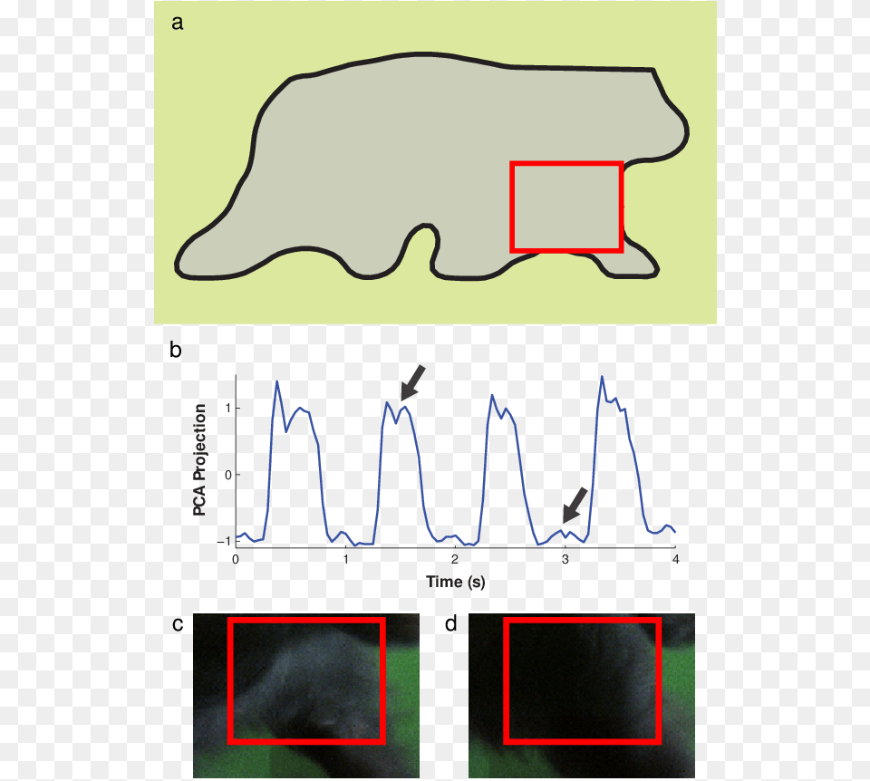 Segmentation Of A Video Frame Diagram, Chart, Plot, Animal, Mammal Png Image