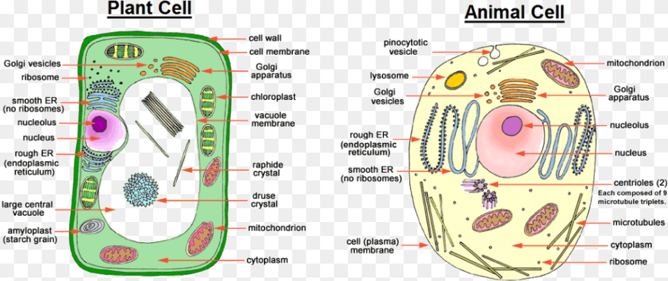 Showing Difference Between Animal Cell And Plant, Diagram Png Image