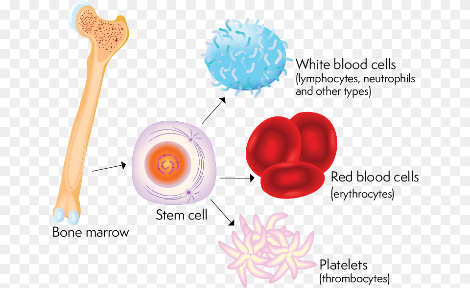 Image Showing How Bone Marrow Produces Stem Cells That, Cutlery, Spoon, Smoke Pipe Png
