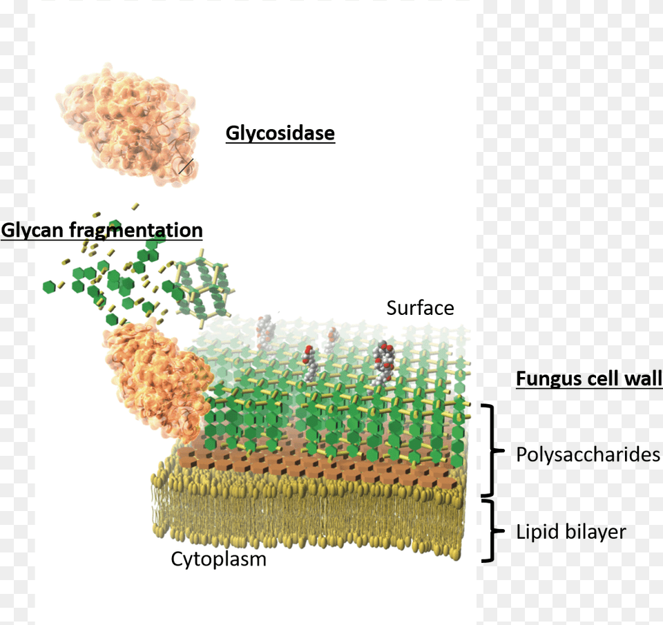 Image Showing How Glycosidase Digests Fungus Cell Walls Plan, Food Png