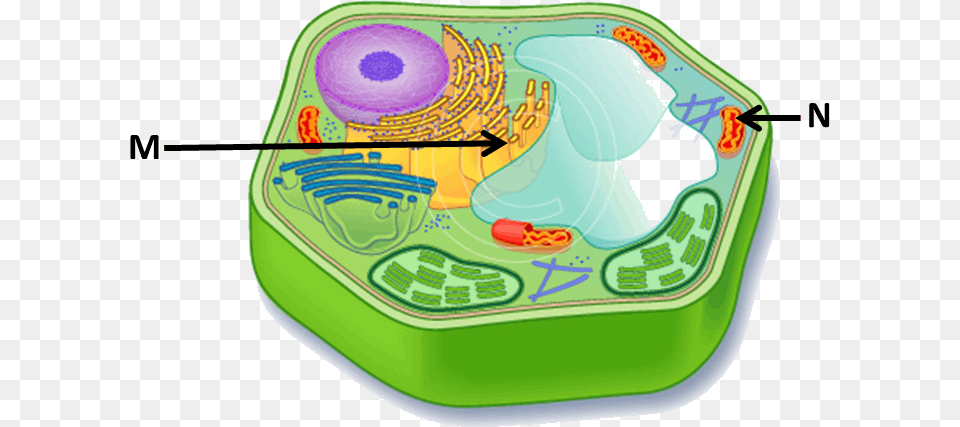 Image Showing Plant Cell Plant Cell With No Label, Birthday Cake, Cake, Cream, Dessert Free Png