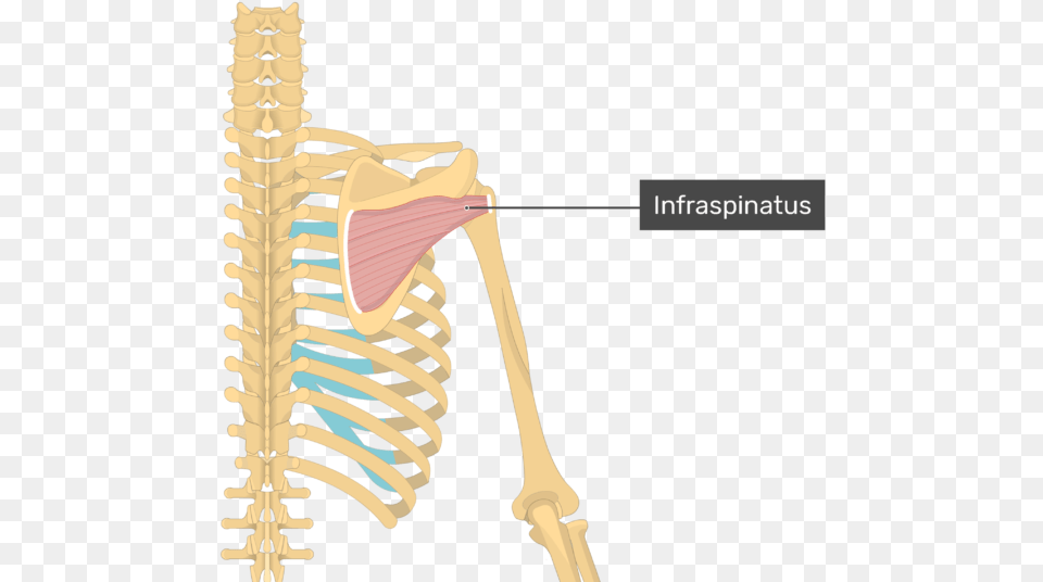 Image Showing Superficial Muscles Of The Back And Posterior Infraspinatus Attachments Free Png