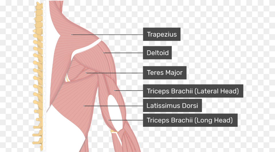 Image Showing Superficial Muscles Of The Back And Posterior Supraspinatus Muscle, Plot, Chart, Adult, Person Free Png Download