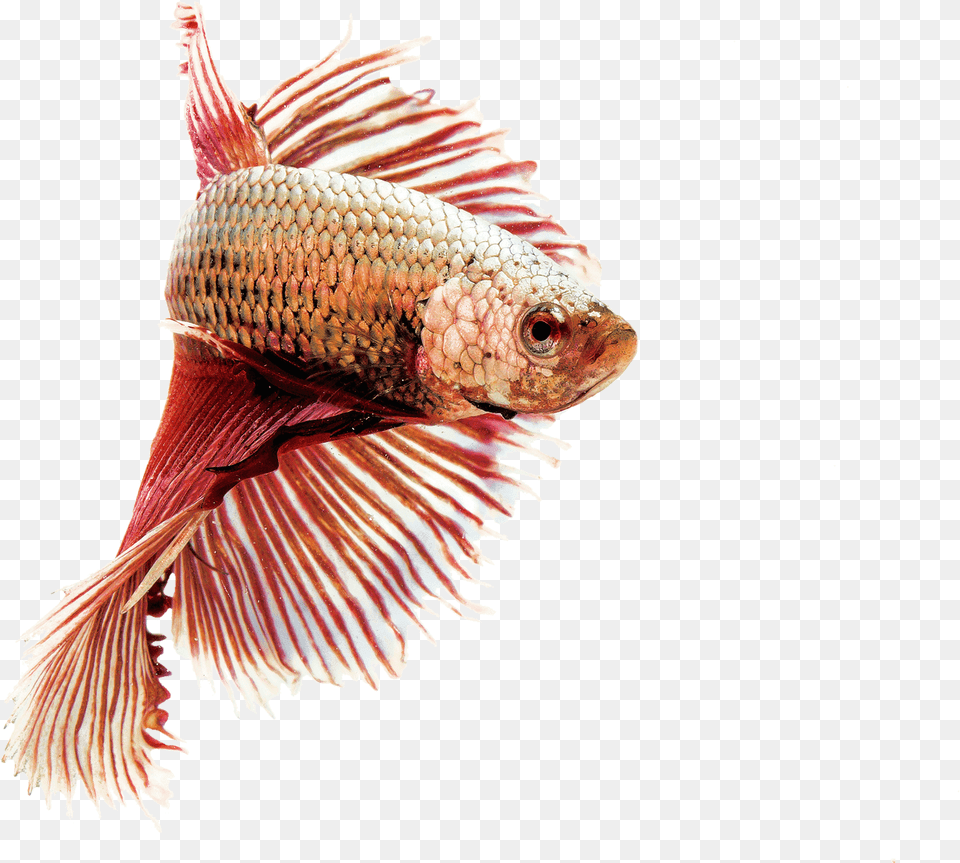 Image Siamese Fighting Ornamental Fish Red Transparent Freshwater Animals, Animal, Aquatic, Sea Life, Water Png