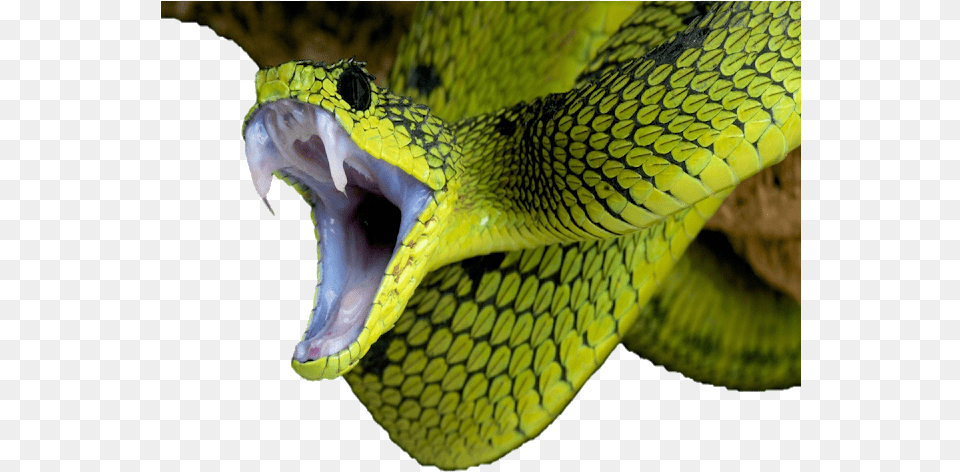 Image Snake, Animal, Reptile, Green Snake Free Png Download