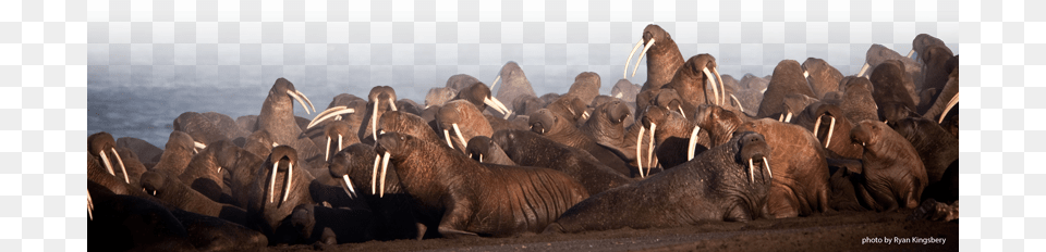 Image Source Http Alaska Usgs Imageswalrus Walrus Haul Out Point Lay, Animal, Sea Life, Mammal, Bear Free Png