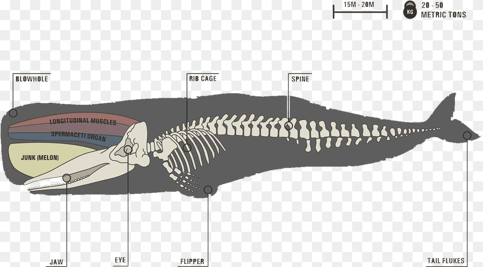 Image Sperm Whale Skeleton, Animal, Fish, Sea Life, Shark Png