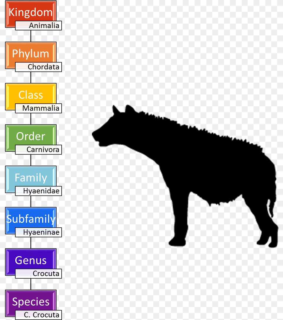 Image Spotted Hyena Taxonomy, Text Png