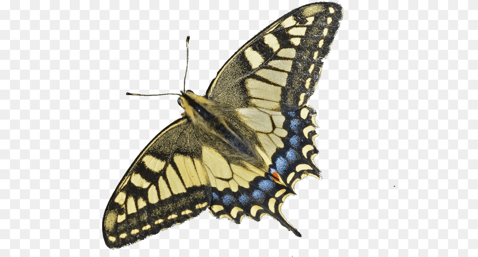 Image Swallowtail Butterfly, Animal, Insect, Invertebrate Free Transparent Png