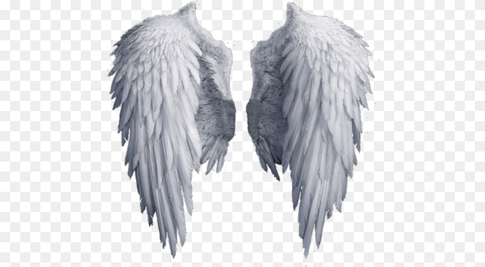Transparent Background Angel Wings Clipart, Animal, Bird Png Image
