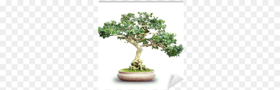 Transparent Bonsai Drawing Fantasy Bonsai, Plant, Potted Plant, Tree Png Image