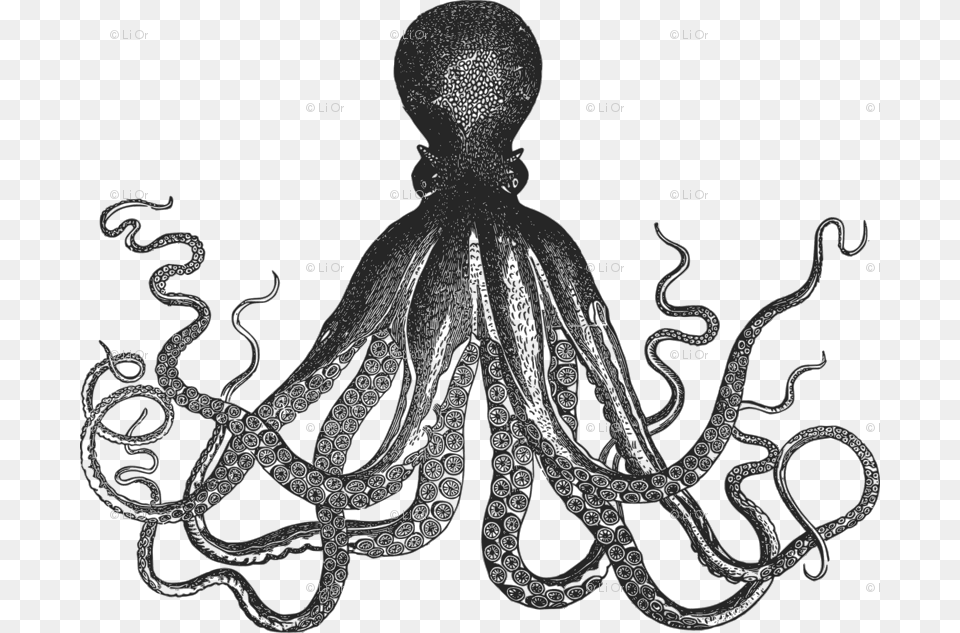 Image Transparent Oranges Clipart Octopus Black And White Kraken, Animal, Sea Life, Chandelier, Lamp Png