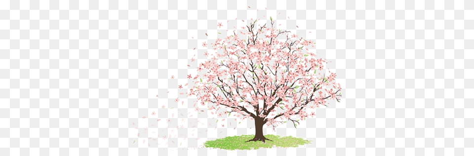 Image Tree Of Cherry Blossom 2 Sepng Cityville Wiki Immagini Albero Di Ciliegio, Flower, Plant, Cherry Blossom, Grass Free Png
