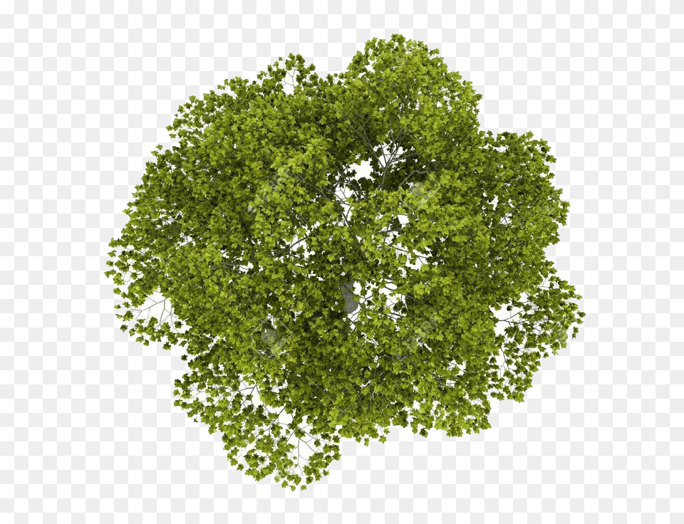 Image Tree Top View, Oak, Plant, Sycamore, Vegetation Free Png