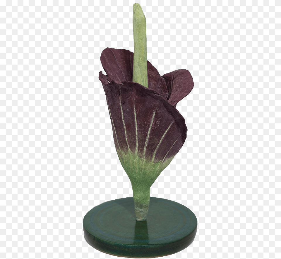 Image Tulip, Flower, Plant, Flower Arrangement Free Png Download