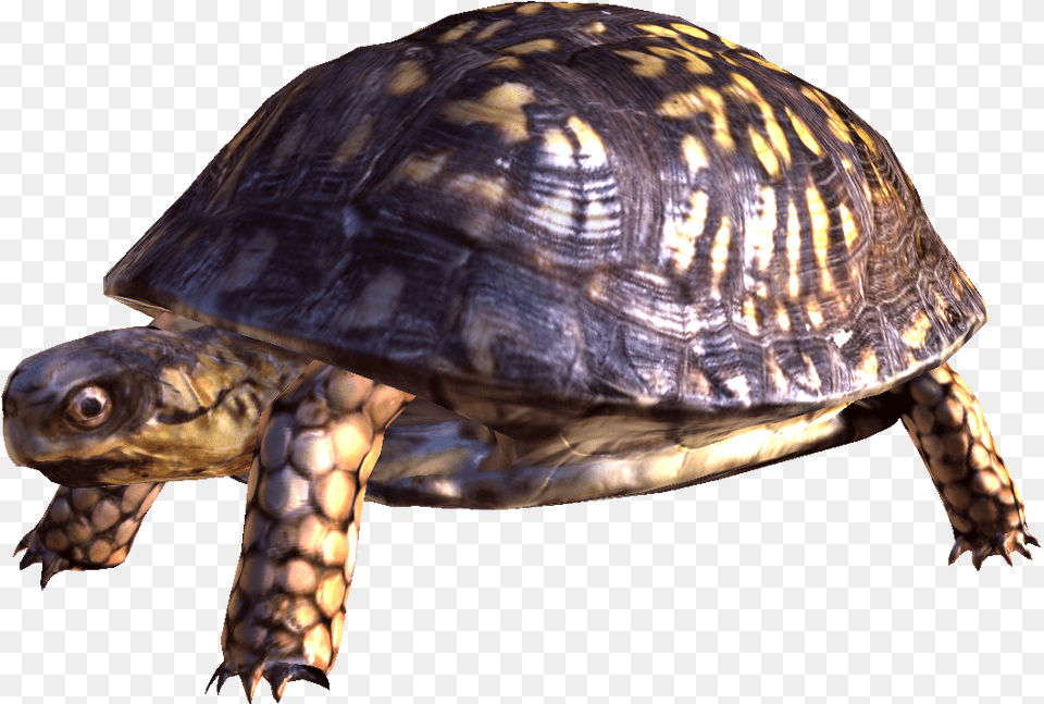 Image Turtle Background Turtle, Animal, Box Turtle, Reptile, Sea Life Free Transparent Png