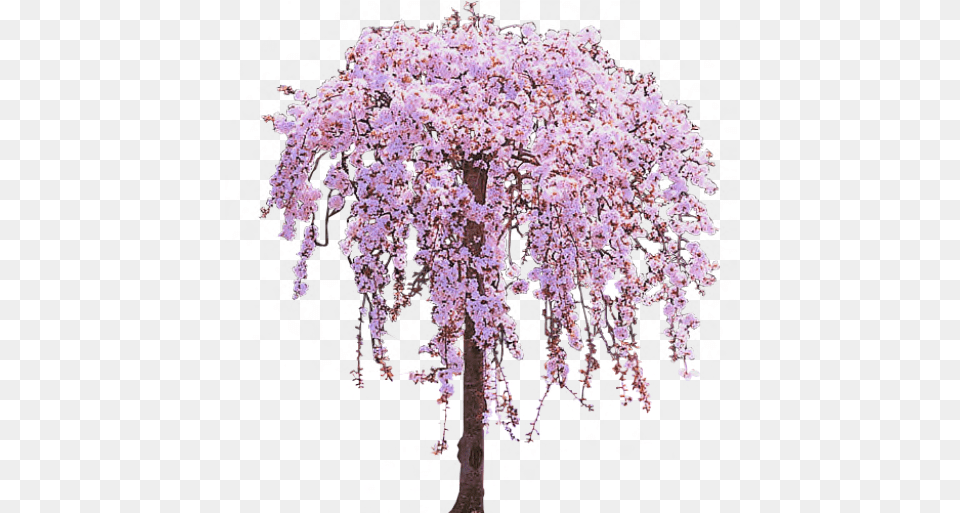 Image V56 Weeping Cherry Tree Purple Weeping Cherry Tree, Cherry Blossom, Flower, Plant Free Png