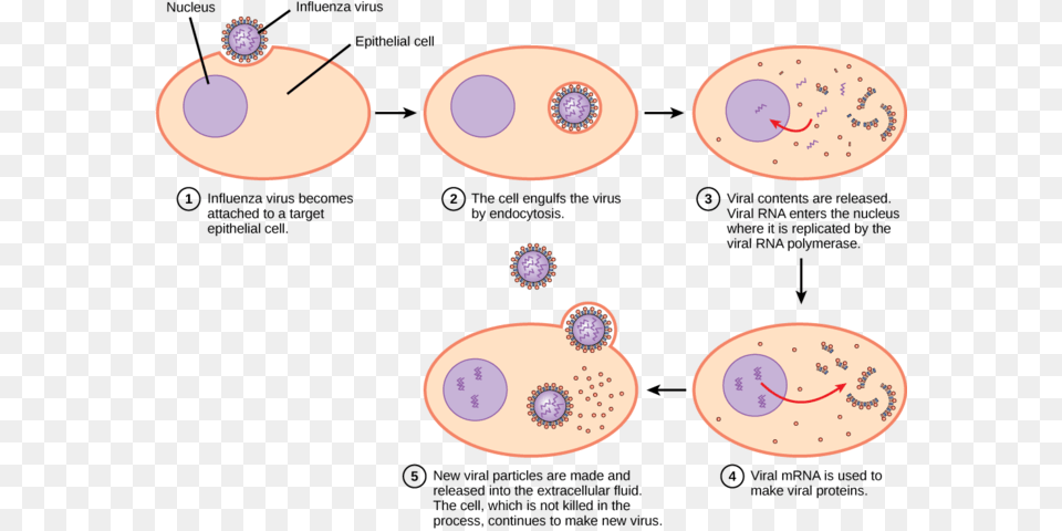 Image Virus Infecting Host Cell, Flower, Plant, Food, Grain Free Png