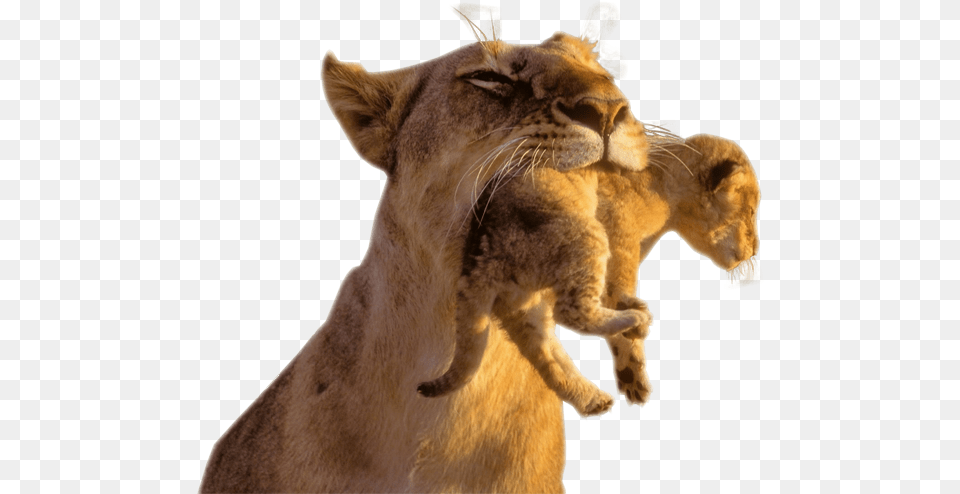 Image Watcher Animal Cub Transparent Background, Lion, Mammal, Wildlife, Cougar Png