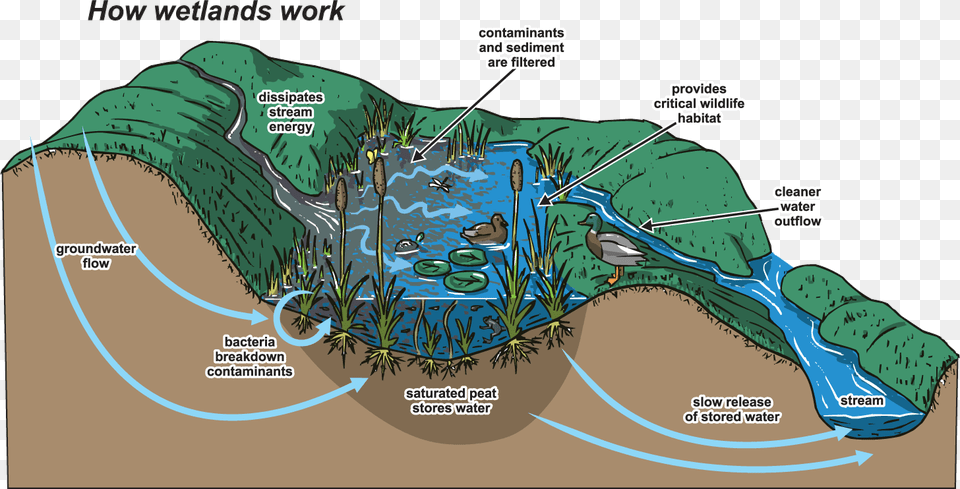 Image Wetlands Wetlands Work, Plant, Vegetation, Land, Nature Free Transparent Png