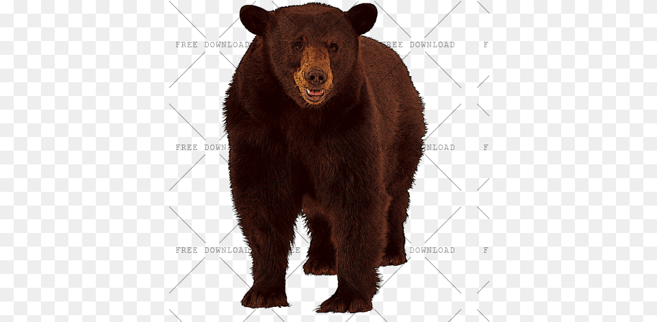 Image With Background Animals Ending In X, Animal, Bear, Mammal, Wildlife Png