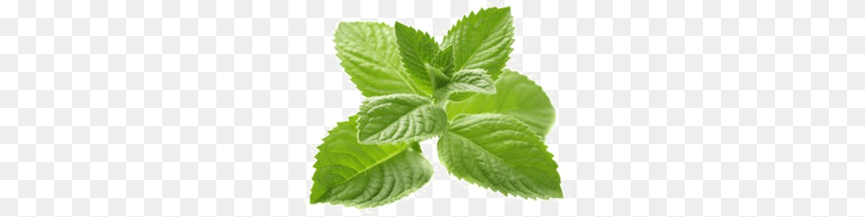 Image With Background Mentol, Herbs, Mint, Plant, Leaf Free Png