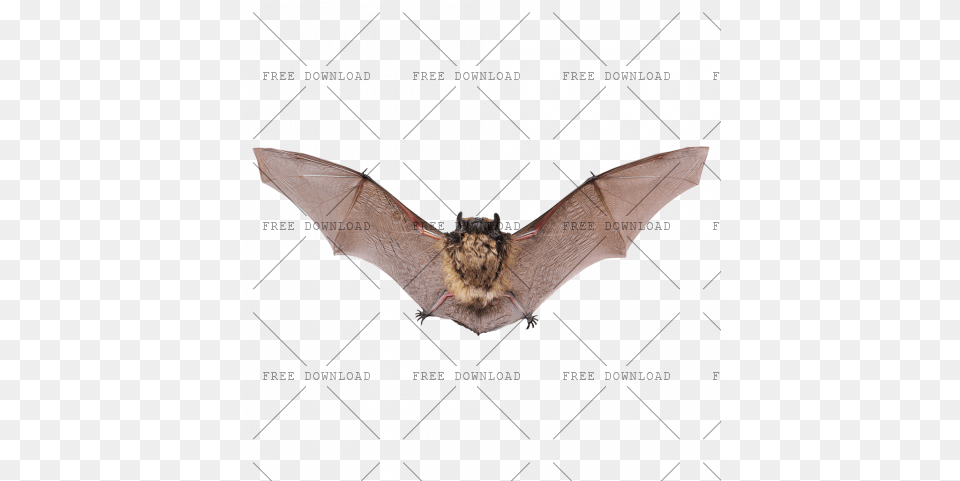 Image With Transparent Background Bat, Animal, Mammal, Wildlife Free Png