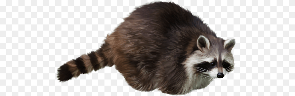 Image With Transparent Background Transparent Background Raccoon Gif, Animal, Mammal, Canine, Dog Free Png