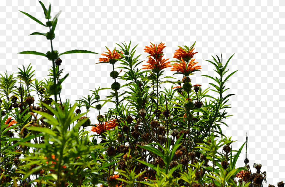 Image With Background Wild Flowers, Acanthaceae, Flower, Herbal, Herbs Free Transparent Png