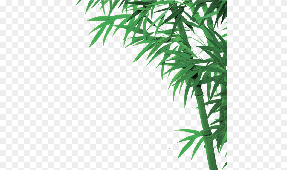 Image With Transparent Bamboo Image Hd With Transparent Background, Plant, Leaf Free Png Download