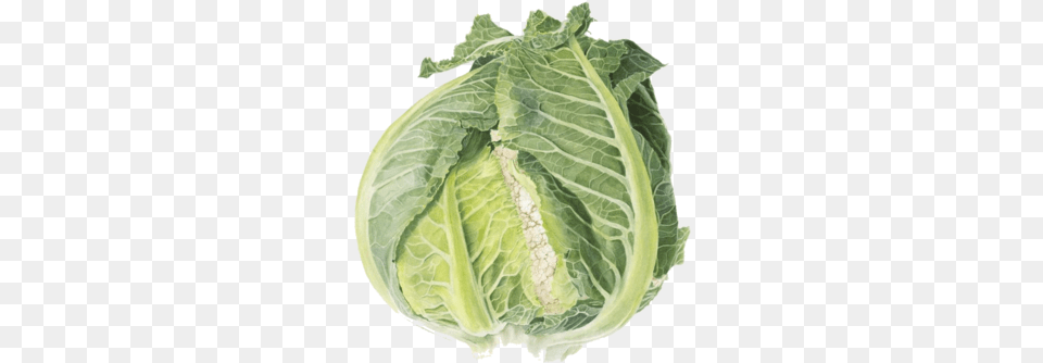 Imageedit 71, Food, Produce, Leafy Green Vegetable, Plant Free Png