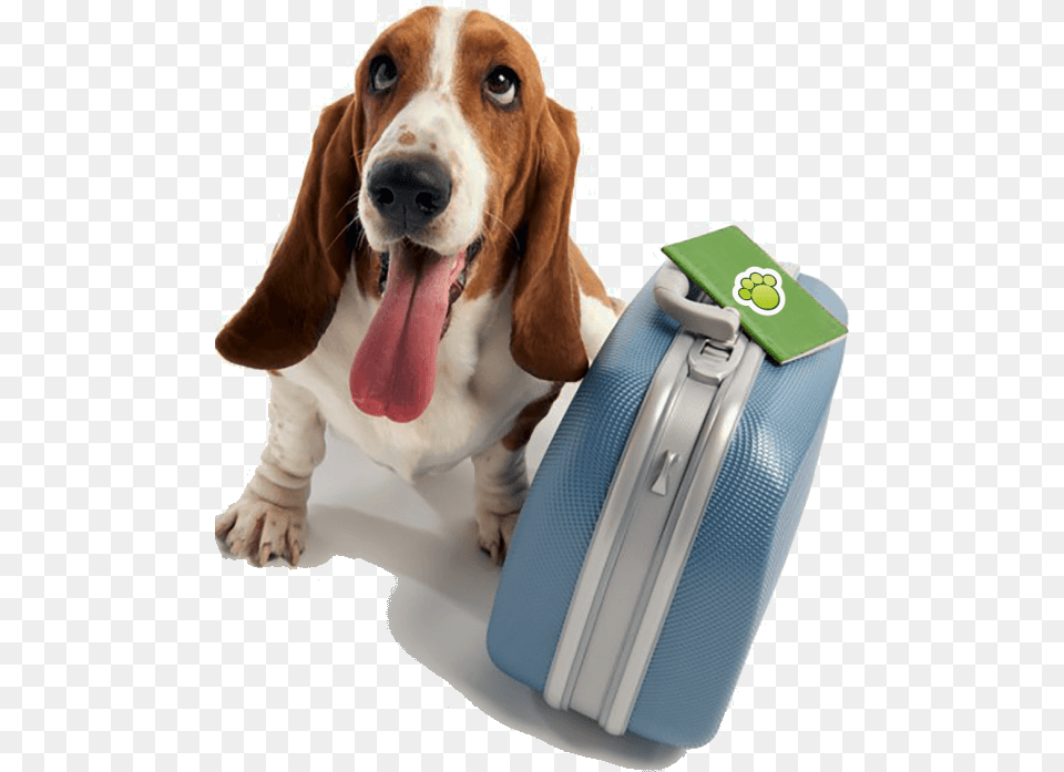 Imagem 768x1024 Doggy Day School, Animal, Canine, Dog, Hound Png Image