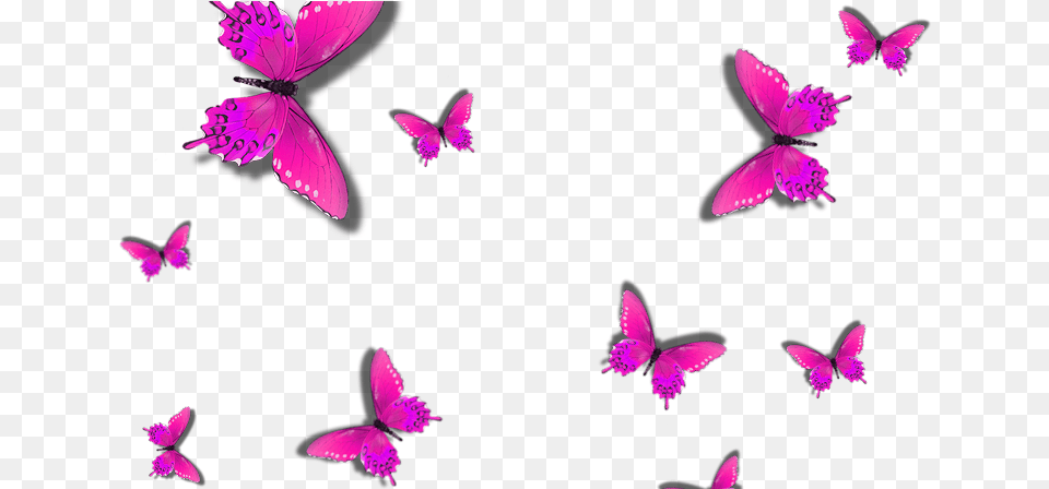 Imagem De Borboletas, Flower, Petal, Plant, Purple Png Image