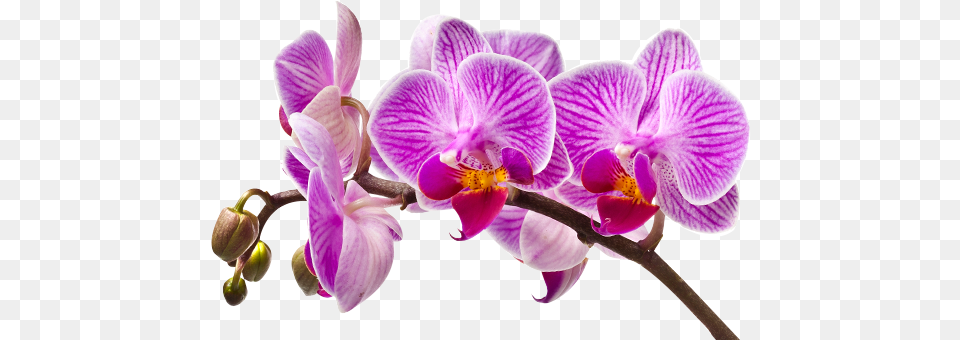 Imagem De Orquideas Em, Flower, Orchid, Plant Png