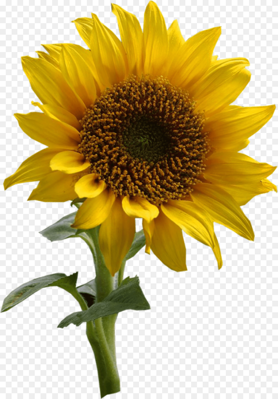 Imagem Flor Girassol 125 Imagens Girassol Grtis Sunflower Drawing, Flower, Plant Free Png Download